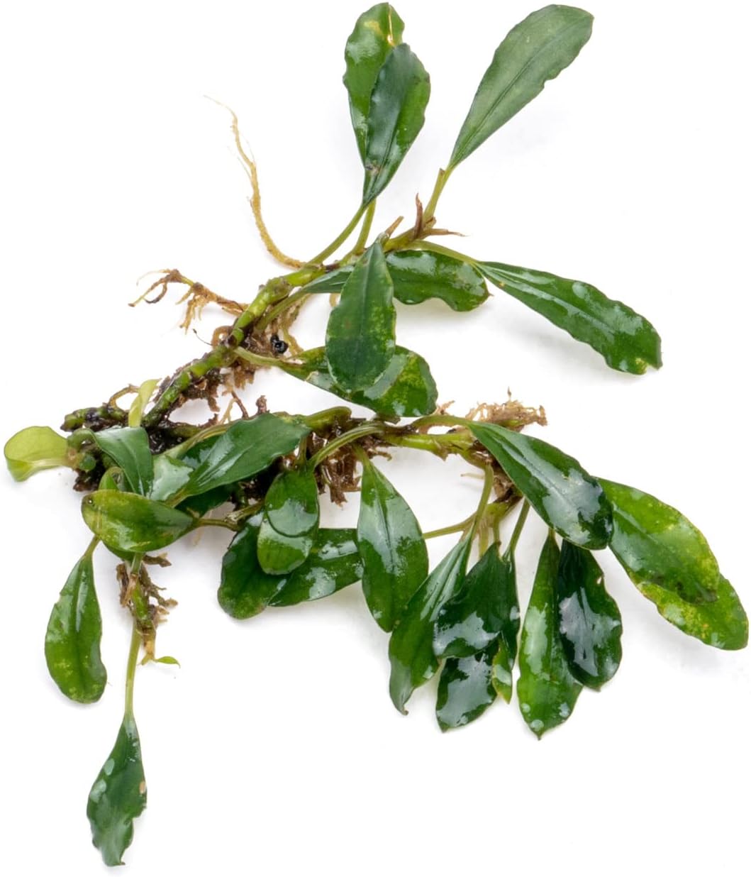 SubstrateSource Bucephalandra Black Tears Live Aquarium Plant - Natural Freshwater Fish Tank Decorations, Aquatic Décor - Plant (10-15 Leaves)