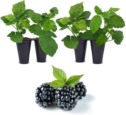 BlackBerry Plant Kiowa (4 Pack) | Live Fruit Plant for Planting | Extra-Large, Juicy & Sweet Berries | Thorny & High-Yielding Variety | Perfect for Fresh Eating, Jams & Organic Gardening