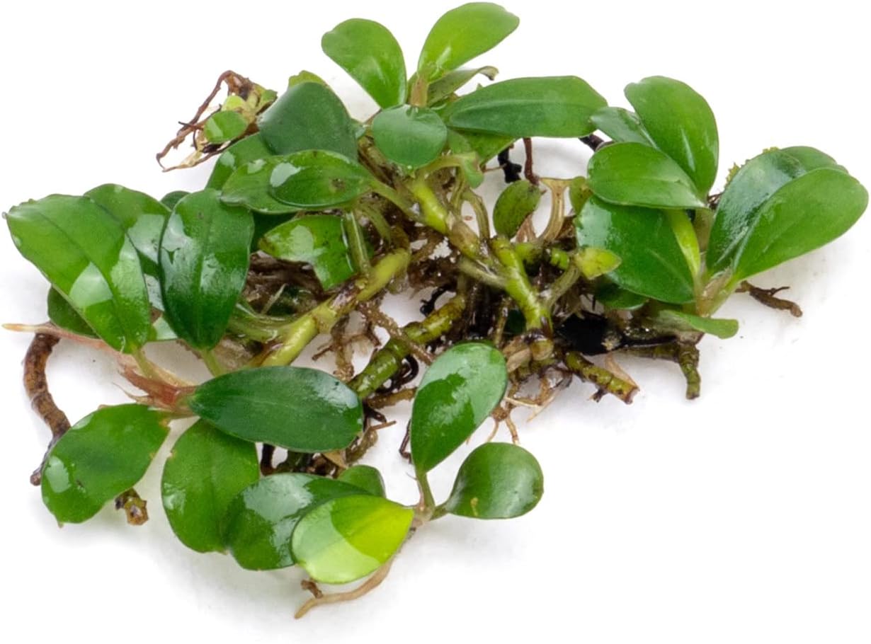 SubstrateSource Bucephalandra Mini Coin Live Aquarium Plant - Natural Freshwater Fish Tank Decorations and Aquatic Decor (Plant (10-15 Leaves))