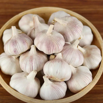 1 Pound Hard Neck Garlic for Planting in Fall, Music Garlic Bulb for Planting, Fresh and High Yield, Cold Hardy, Planting Softneck Hardneck