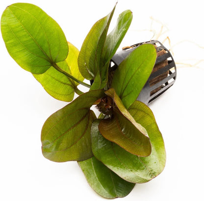 SubstrateSource Echinodorus Reni Sword Live Plant for Freshwater Aquariums, Natural Fish Tank Decorations, and Aquatic Decor (1 Pot (2-3 Plants))