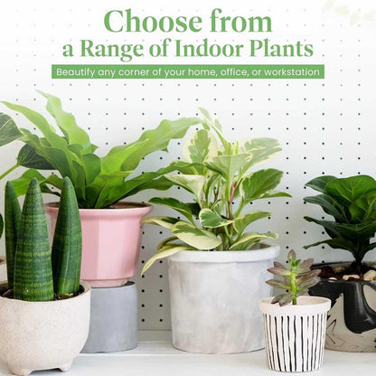 American Plant Exchange Monstera Deliciosa – Live 4-Inch Pot in Stylish Pot Cover, Easy-Care Split Leaf Vine, Low-Maintenance Air Purifying Houseplant for Home, Office & Garden Décor