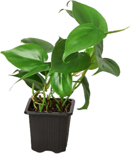 Philodendron Cordatum Heartleaf Live Plant for Indoor | Different Houseplants in 3'' Pot | Real House Plant for Living Room, Office, Desk & Bathroom | Philodendron cordatum