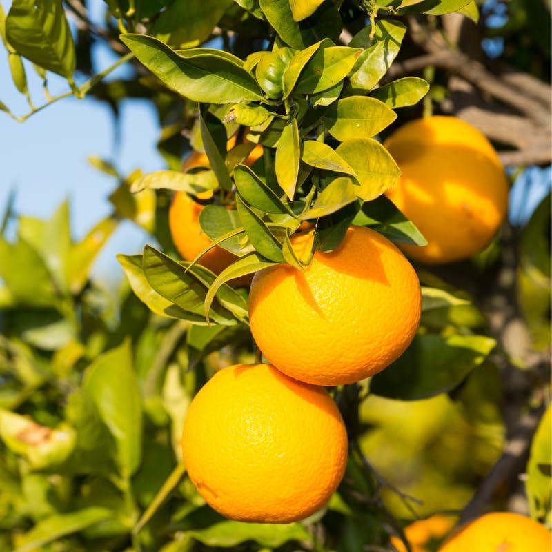 Valencia Orange Tree, Sweet Orange Tree 2 Feet from Pot Base, Mature Fruit Trees in Gallon Pot, Outdoor Plant Live for Gardening No Ship to CA