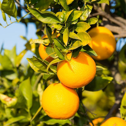 Valencia Orange Tree, Sweet Orange Tree 2 Feet from Pot Base, Mature Fruit Trees in Gallon Pot, Outdoor Plant Live for Gardening No Ship to CA