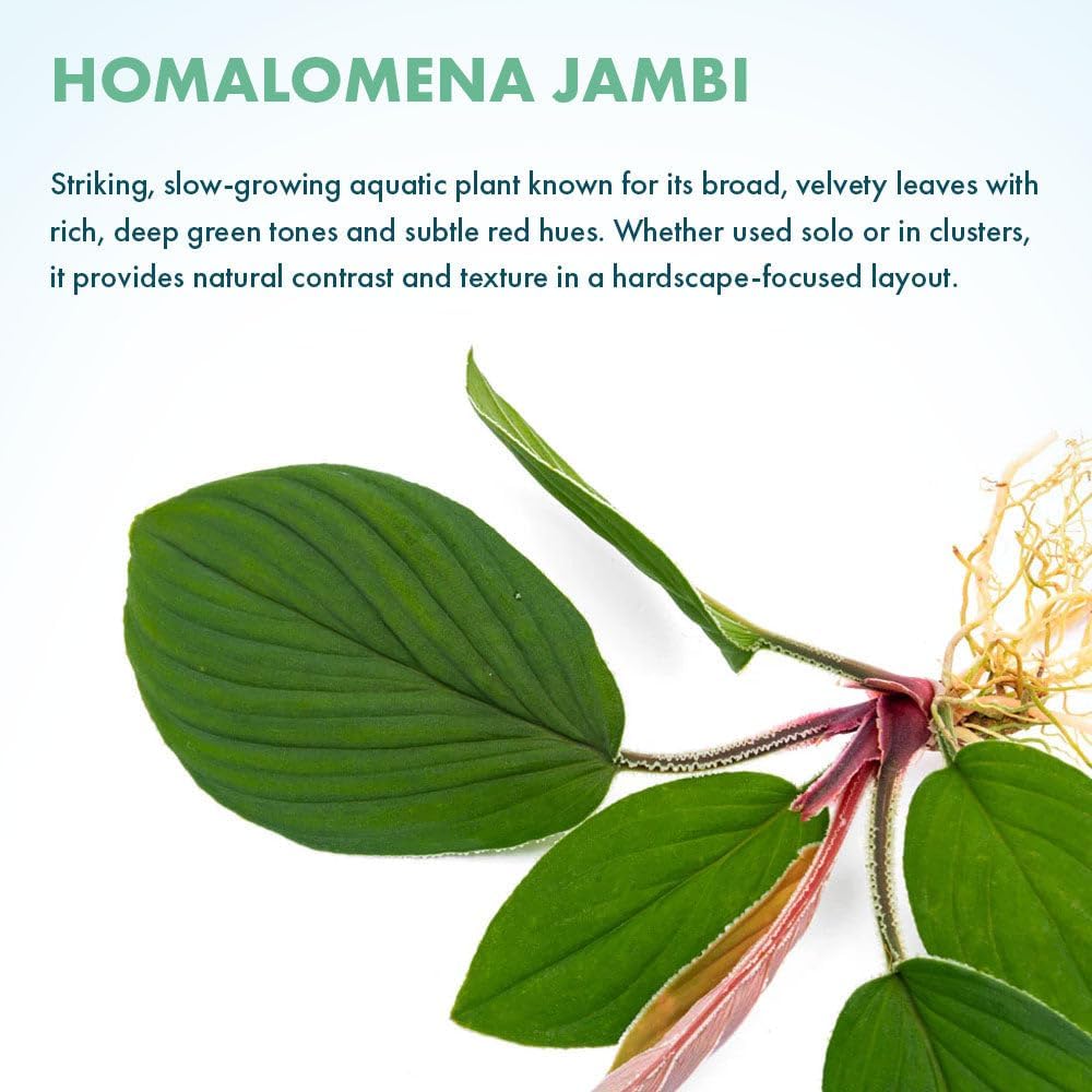 SubstrateSource Live Jungle Plant - Homalomena sp. 'Jambi' - Moderate Care, Low to Medium Light, Green Accent, Vivarium or Paludarium Terrestrial Rosette - Loose/Bare Root