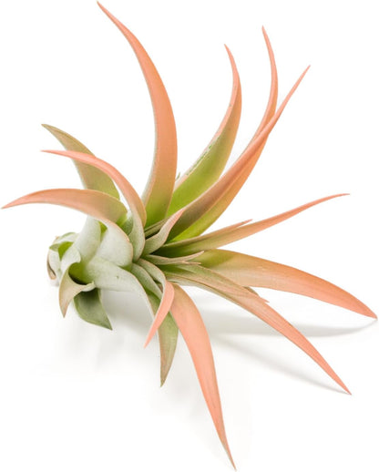 Coral Colorful Tillandsia Air Plants - Long Lasting Color Enhanced Live Tillandsia Succulent House Plants - Home and Garden Decor - Easy Care Indoor/Outdoor Plants (Brachycaulos Abdita, Pack of 3)