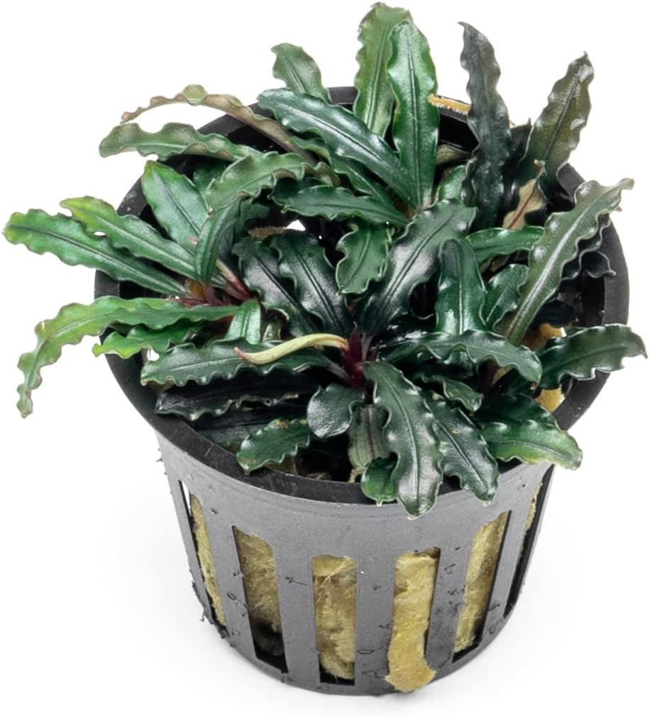 SubstrateSource Bucephalandra Red Blade Potted Live Aquarium Plant - Natural Freshwater Fish Tank Decorations, Aquatic Décor