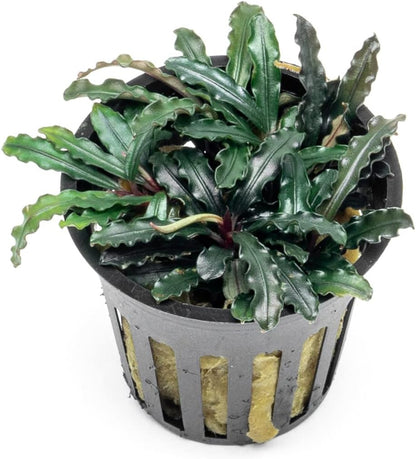 SubstrateSource Bucephalandra Red Blade Potted Live Aquarium Plant - Natural Freshwater Fish Tank Decorations, Aquatic Décor