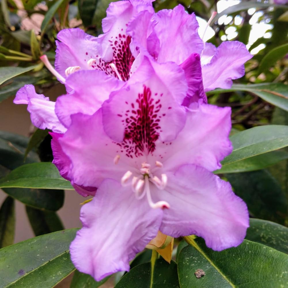 Rhododendrons Plant Live, Purple Black Rhododendron Shrub, Large Flowering Tree 1 Gallon Potted for Gardening