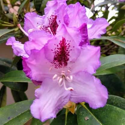 Rhododendrons Plant Live, Purple Black Rhododendron Shrub, Large Flowering Tree 1 Gallon Potted for Gardening