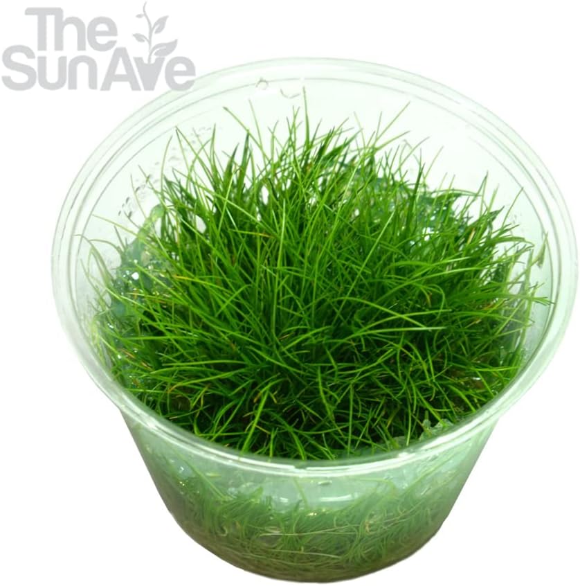 Dwarf Hairgrass Parvula Mini Tissue Culture Live Aquarium Freshwater Plants Decoration