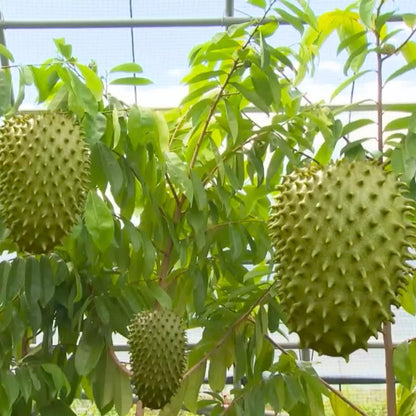 3 Years Old Soursop Tree Plant Live in 3 Gallon Pot, 2-3 Feet Soursop Trees Seedling Tropical Fruit, Sweet Annona Muricata Guanabana for Outdoor Planting, Can not Ship to California