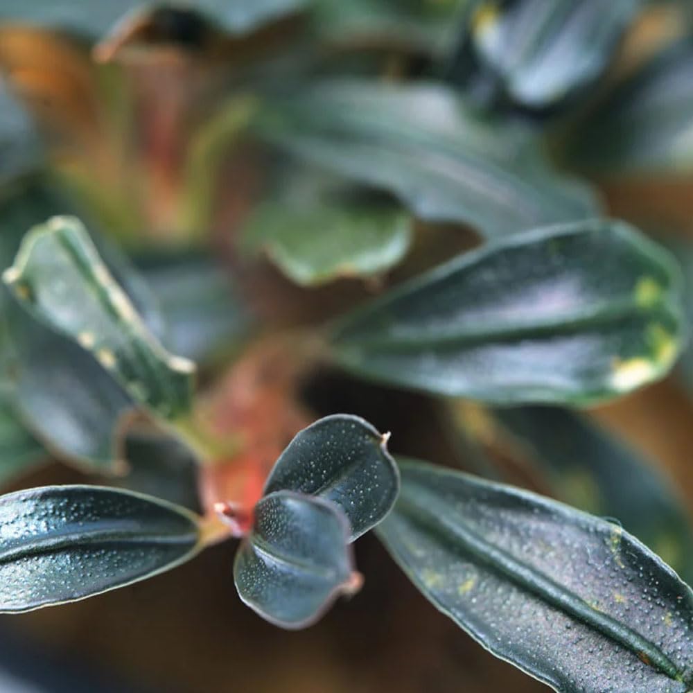 SubstrateSource Live Plants - Lamandau Mini Purple - Low to Medium Light Aquarium Display, Dark Green to Purple Accent, Foreground to Midground Aquatic Plant - Pot