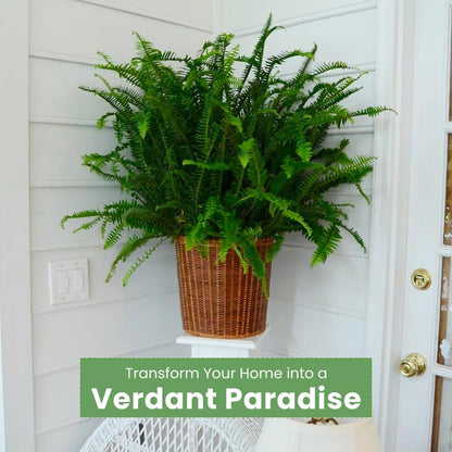 American Plant Exchange Kimberly Queen Fern – 10-Inch Pot – Live Air Purifying Upright Fern, Easy Care Houseplant for Indoor Planters, Outdoor Baskets, or Patio Decor