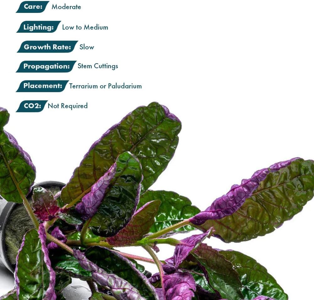 SubstrateSource Live Jungle Plants - Hemigraphis colorata (Hemigraphis sp.) - Low to Medium Light, Purple Green, Terrarium or Paludarium, Decorative Rosette Foliage - Pot