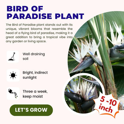 White Bird of Paradise Plant Live Houseplant, 5-12 Inch Tall, Ornamental Strelitzia Reginae Live Plant for Indoor Outdoor