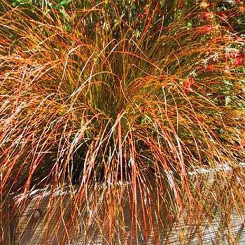 Outsidepride Carex Prairie Fire Ornamental Grass Seed – 200 Pcs. Perennial, Low-Maintenance, Drought-Tolerant Grass Seeds with Low Growing Foliage for Borders, Ground Covers, & Outdoor Living Spaces