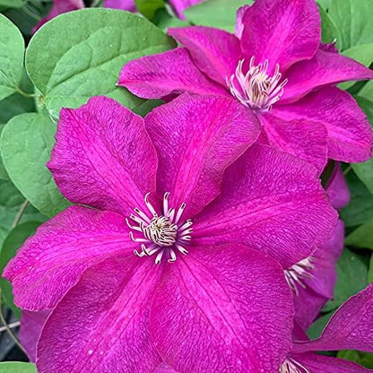Clematis Cardinal Wyszynski Vine - 10 Live Plants in 4 Inch Growers Pots - Clematis 'Cardinal Wyszynski' - 2 Years Old Ready to Be Planted - Bold and Beautiful Crimson Flowering Vine