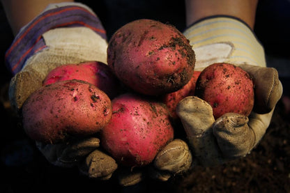 Red Pontiac Certified Seed Potatoes 3Lb - Non GMO - Naturally Grown - Whole Potatoes - Ready for Planting