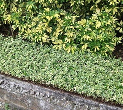 Variegated Asiatic Jasmine | 60 Live Plants | Trachelospermum Asiaticum | Fast Growing Ground Cover, Evergreen Foliage, Low Maintenance Vine, Landscaping Shrub, Drought Tolerant Plant