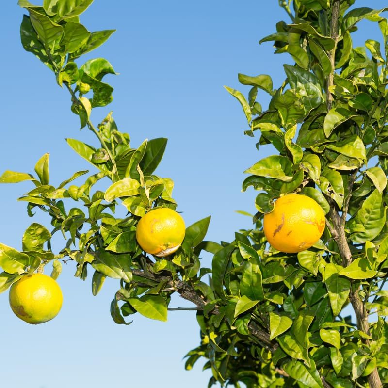 Orange Tree Live, Valencia Orange Tree 2 to 3 Feet Height, Fruit Plant Live in Pot, Citrus Outdoor Trees Live Plant No Ship to CA