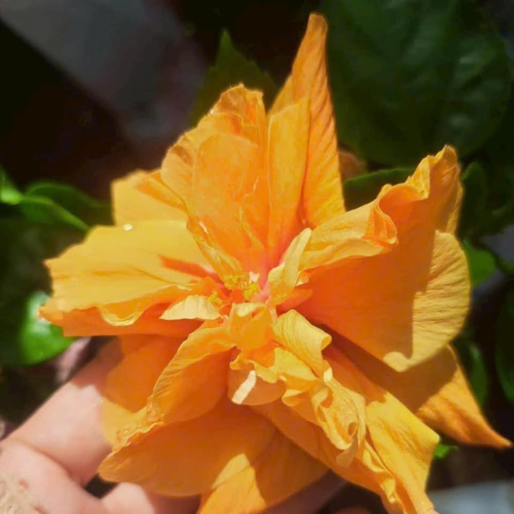 2 Hibiscus Live Plants, Clump 8-12” Tall, Hardy Hibiscus Plants Live, Hibiscus Trees Flowering Shrub (Double Peach Hibiscus)