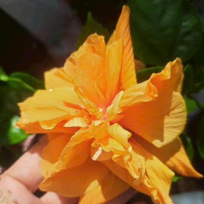 2 Hibiscus Live Plants, Clump 8-12” Tall, Hardy Hibiscus Plants Live, Hibiscus Trees Flowering Shrub (Double Peach Hibiscus)