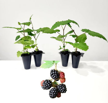 BlackBerry Plants Triple Crown Live for Sale (4 Pack) | Easy to Grow Plants | Edible Fruit Plant for Sustainable Living | Grow Your own Food on Your Edible Organic Garden| Live for Planting|