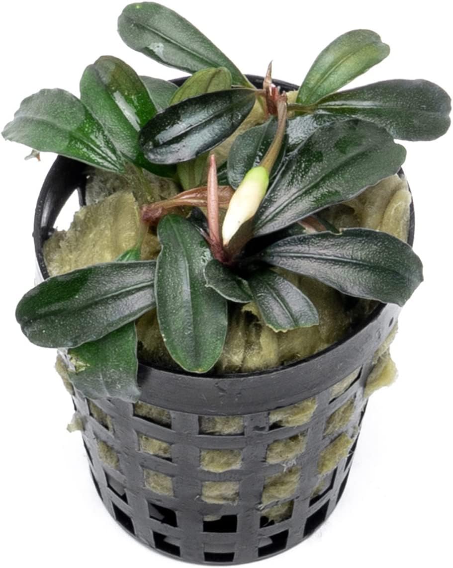 SubstrateSource Bucephalandra Red Mini Potted Live Aquarium Plant - Natural Freshwater Fish Tank Decorations, Aquatic Décor