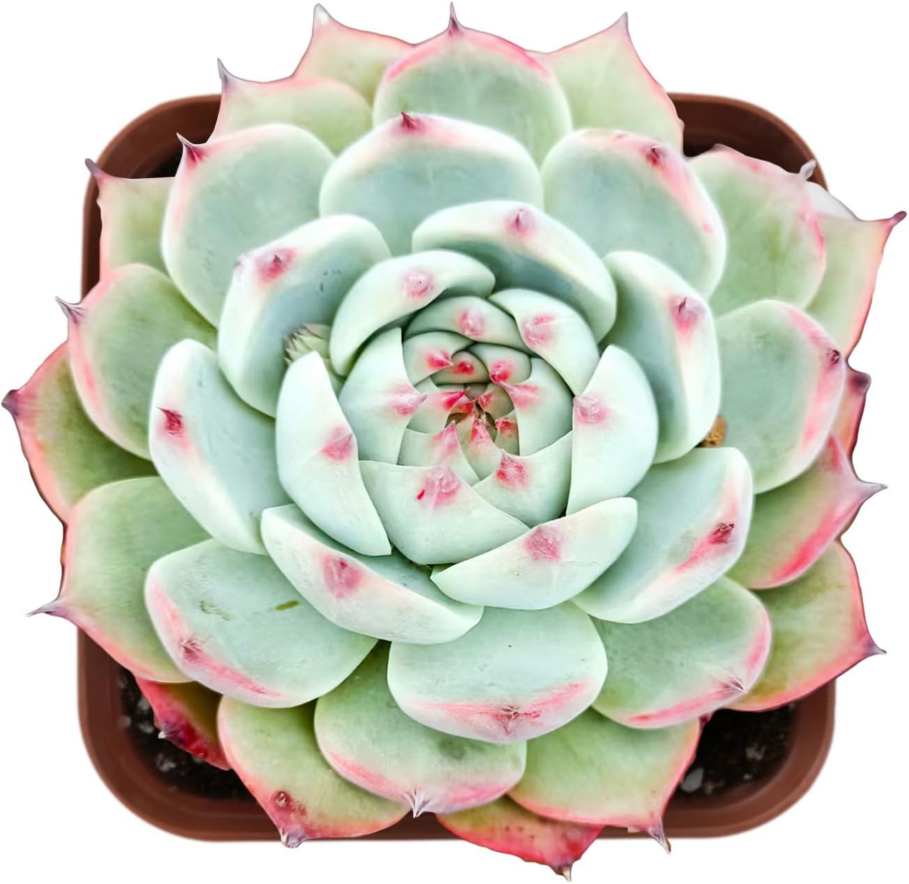 Sprout N Green Echeveria Chihuahuaensis, Mini Live Succulent Fully Rooted in 2 inch Starter Pot, House Plant for Indoor Outdoor Home Office Wedding Decoration Party Favor