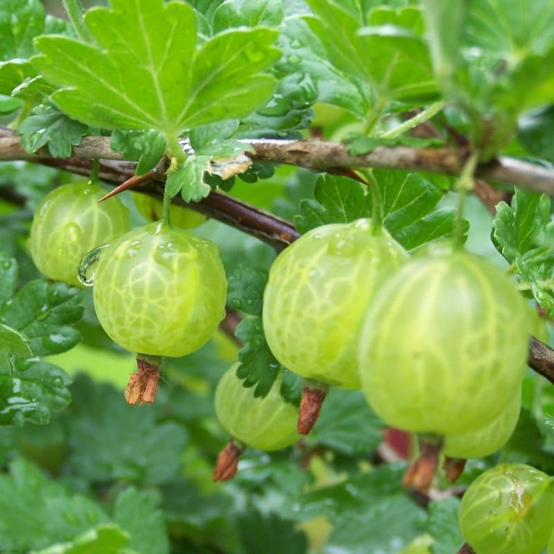 Sweet Gooseberry Plant Live for Planting, Gooseberry Bushes Live Plant 5 to 9 Inch Tall, Gooseberries Fruit