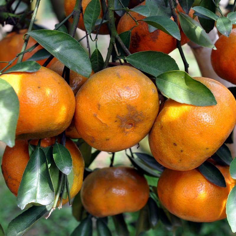 Live Tangerine Tree Plant, 2 to 3 Feet Live Sweet Tangerine Plant in Pot, Tangerine Fruit Tree Plant Live for Planting, No Ship to CA