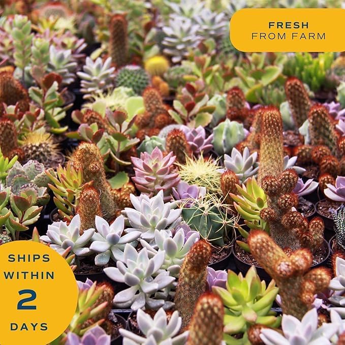 Costa Farms Mini Succulent Live Plant in Decorative Pot, Easy to Maintain Succulent Indoor Houseplant, Perfect for Home, Room, or Office Decor, Great House Warming or Birthday Gift, 2-3.5 Inches Tall