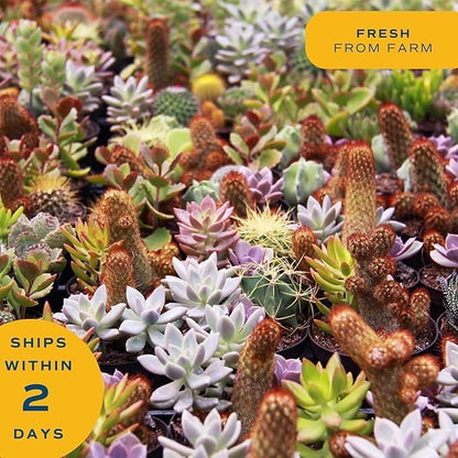Costa Farms Mini Succulent Live Plant in Decorative Pot, Easy to Maintain Succulent Indoor Houseplant, Perfect for Home, Room, or Office Decor, Great House Warming or Birthday Gift, 2-3.5 Inches Tall