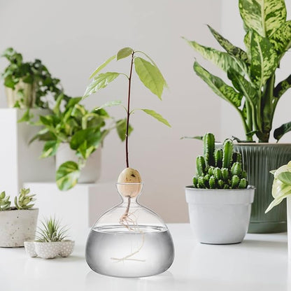 Hiceeden Avocado Seed Starter Vase Planter, Clear Avocado Tree Growing Kit Pot, Medium Avocado Vase Grow Glass Plant Pot Gift for Indoor Outdoor