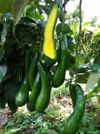 Avocado Trees Live Plant, 3 Gallon Pot, Grafted Avocado Tree, 2 Ft Long Avocado Fruits Plant, No Ship to CA