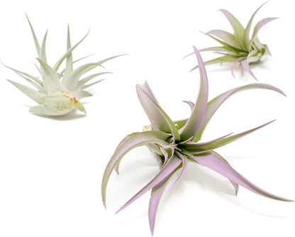 Lavender Colorful Tillandsia Air Plants - Long Lasting Color Enhanced Live Tillandsia Succulent House Plants - Home and Garden Decor - Easy Care Indoor and Outdoor Air Plant