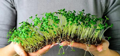 100% Natural Organic Microgreens Premium Potting Mix by Gardenera: Ideal Balance of Air, Moisture, and Nutrients - 2 Quart