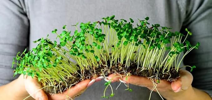 Organic Microgreens Premium Potting Mix: A Thoughtfully Balanced Blend of Natural Ingredients for Nutrient-Dense and Flavorful Microgreens - 4 Quart