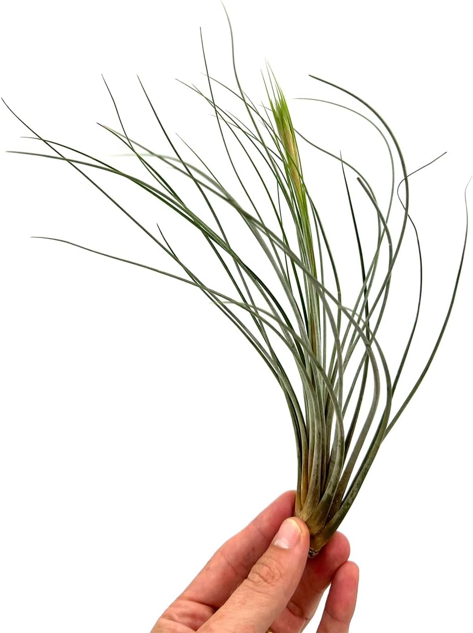 ragnaroc Air Plants - Tillandsia Juncea, Jumbo 8-12" - 5ct - Live Arrival Guaranteed - House Plants for Home Decor & Gift