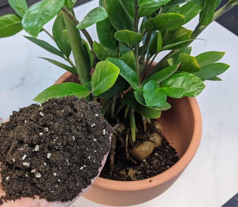 GARDENERA Zamioculcas Plant Potting Soil - Enhance Elegance and Health with Professional Grade Nutrient-Rich Mix - 3 Quart