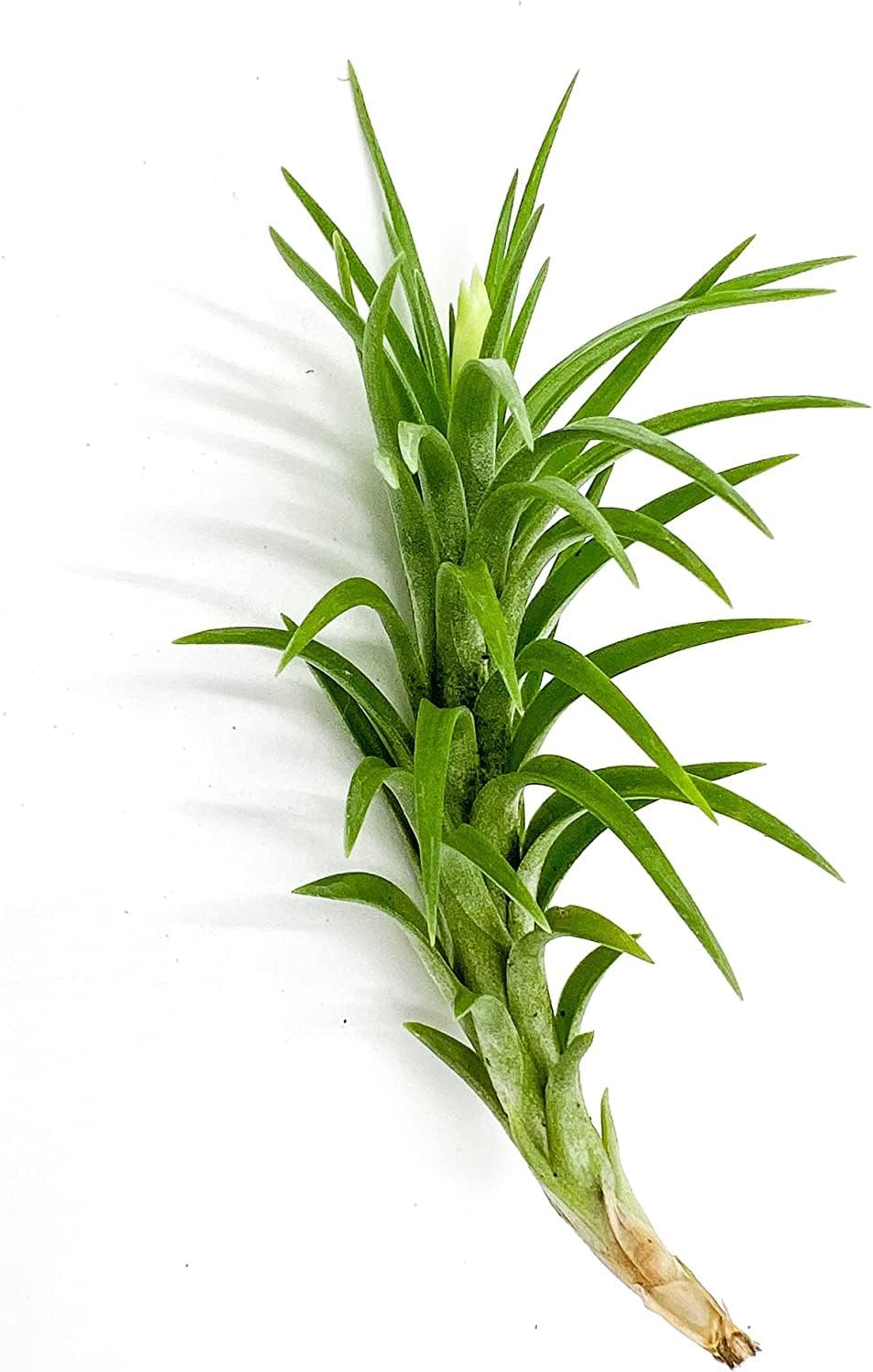 ragnaroc Live Air Plants – Tillandsia Araujei, Large 5” – 3ct – Live Arrival Guaranteed – House Plants for Home Décor & Gift