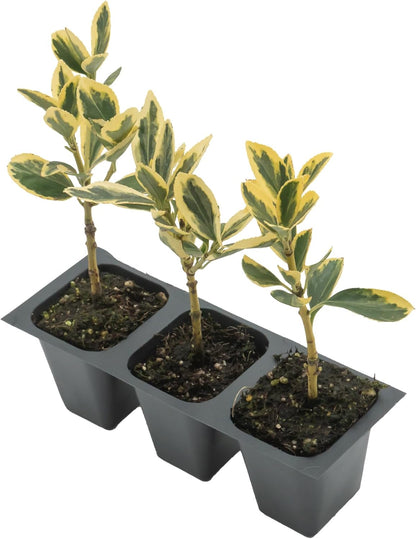 3 Silver King Euonymus, Live Plants – Euonymus Japonica – Hardy Variegated Evergreen Shrub in 2.5” Nursery Cubes – Low-Maintenance & Highly Adaptable for Landscaping