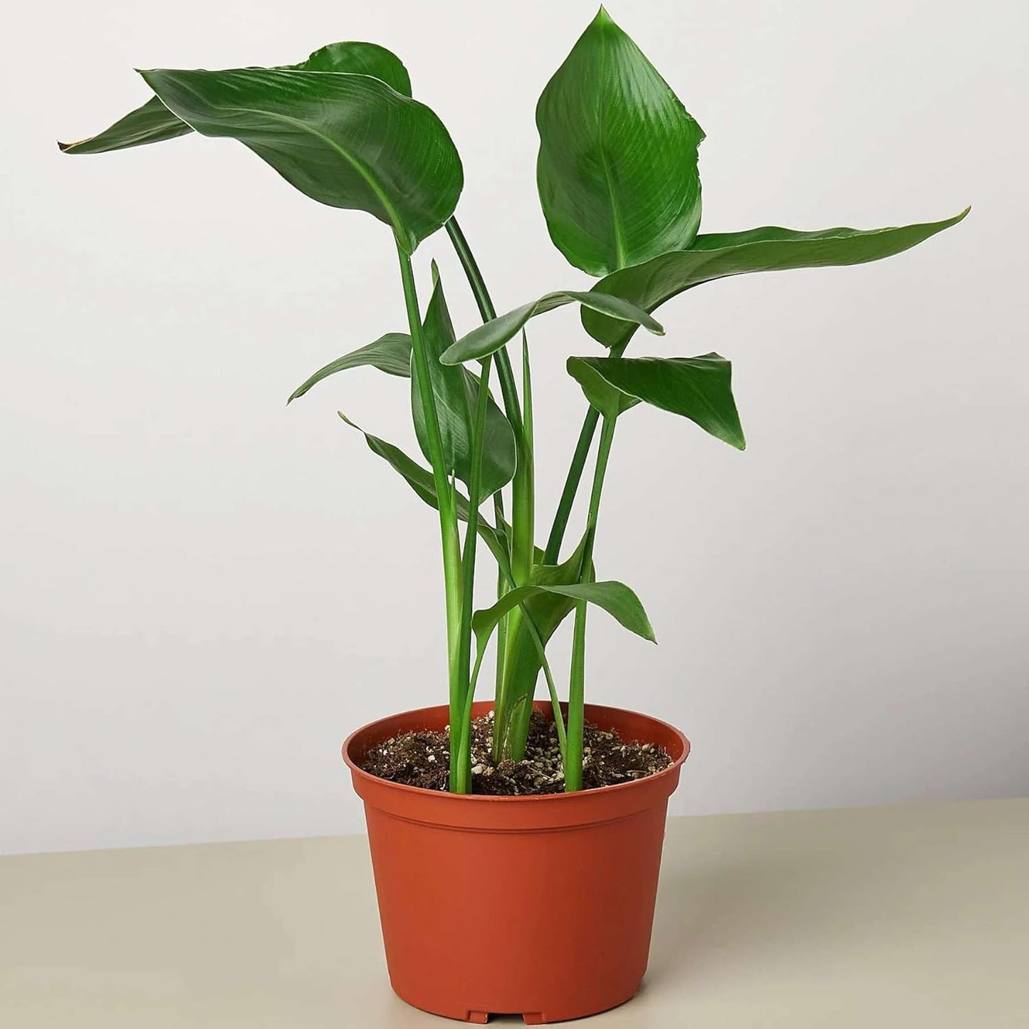 White Bird of Paradise Strelitzia Nicolai Live Plant for Indoor | Different Houseplants in 4'' & 6'' Pot | Real House Plant for Living Room, Office & Desk | Strelitzia Nicolai