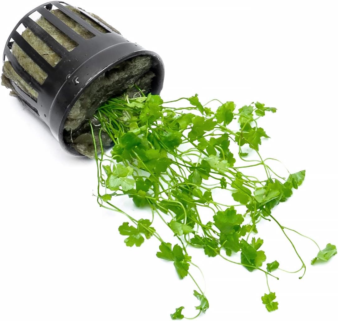SubstrateSource Live Aquarium Stem Plants - Freshwater Aquatic Plant for Fish Tanks, Aquascaping - (Cyperus Helferi, 4 Bunches)