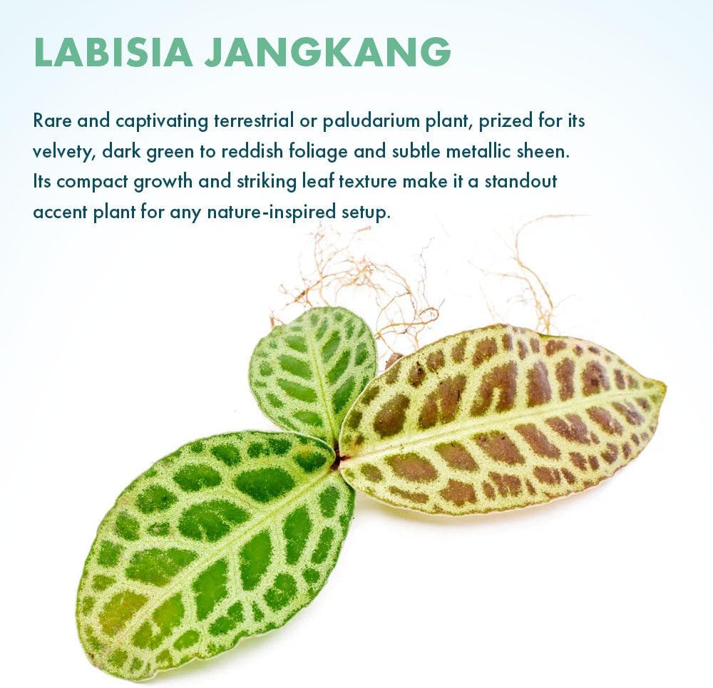 SubstrateSource Live Jungle Plant - Labisia jangkang - Moderate Care, Indirect Light, Dark Green with Light Veins Accent, Terrarium or Indoor Rosette Plant - Loose/Bare Root