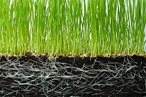 5 Lbs. Soil Vigor Super Absorbent Polymer, Moisture Trap for All Plants, Trees, Shrubs, Vegetable, Flower Gardens, and Lawns