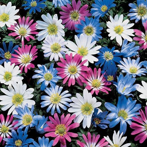 Anemone Blanda Mix Bulbs for Planting - Perennial, Attracts Bees & Showy Flowers | Blooms in Mid Spring, Easy to Grow & Maintain (25 Pack)