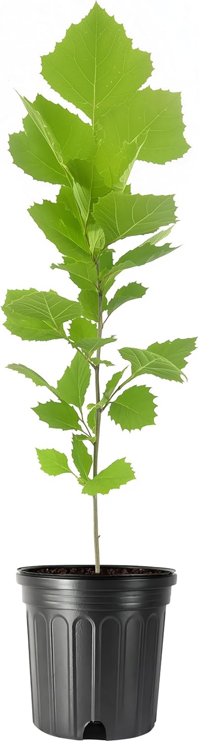 American Sycamore | 1 Large Gallon Size Tree | Platanus occidentalis | Fast-Growing Shade Plants | Privacy Enhancing Greenery for Expansive Landscapes